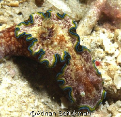 Anilao Philippines - Olympus E-330 + 50mm Macro Lens by Adrian Schokman 